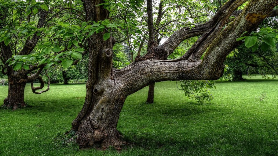 Плодовые сады Краснодарского края