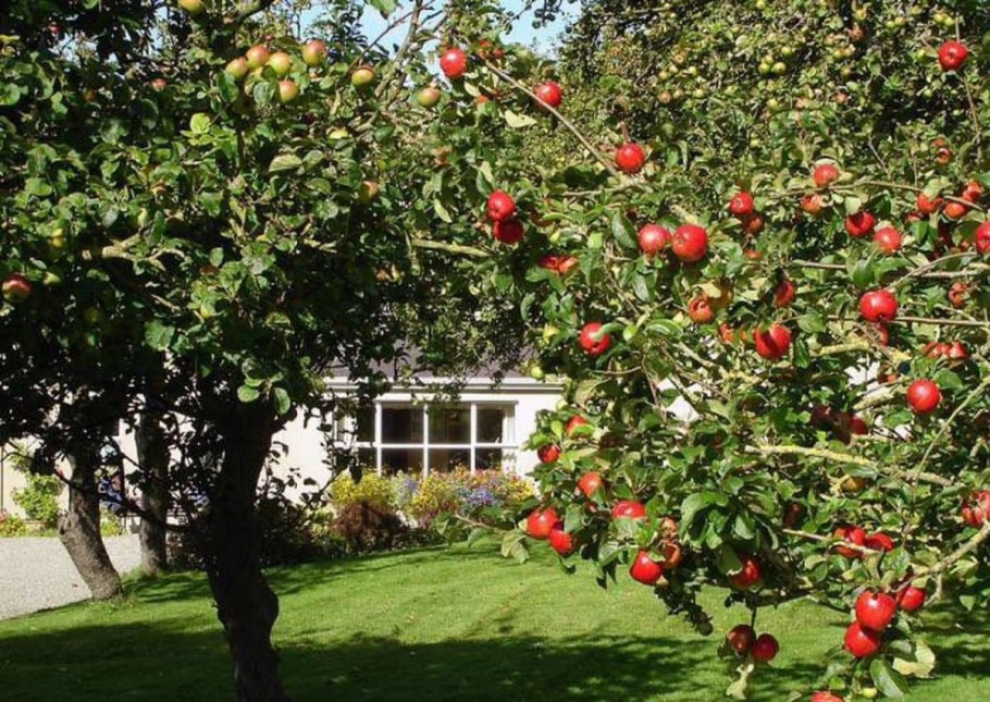 Красивое дерево