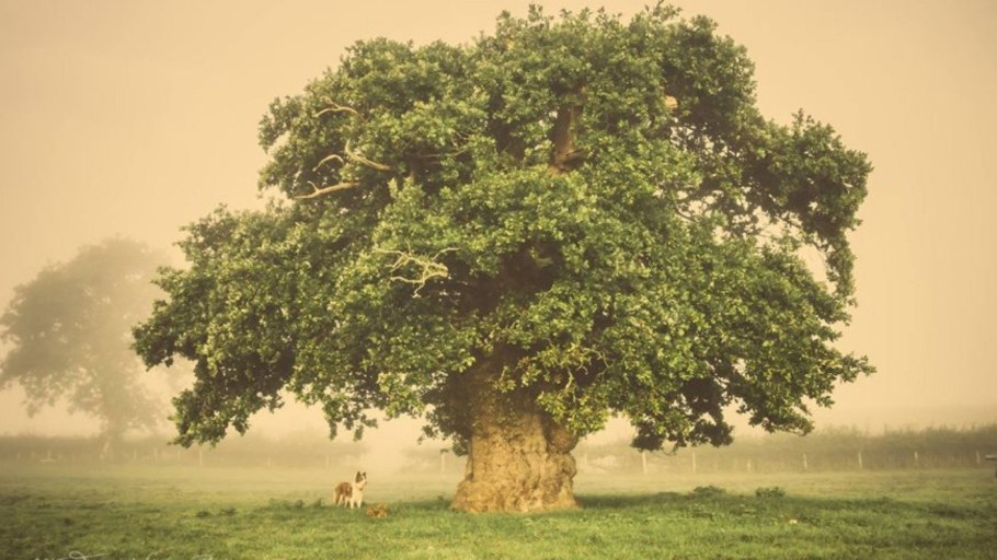 Амхалабраха дерево