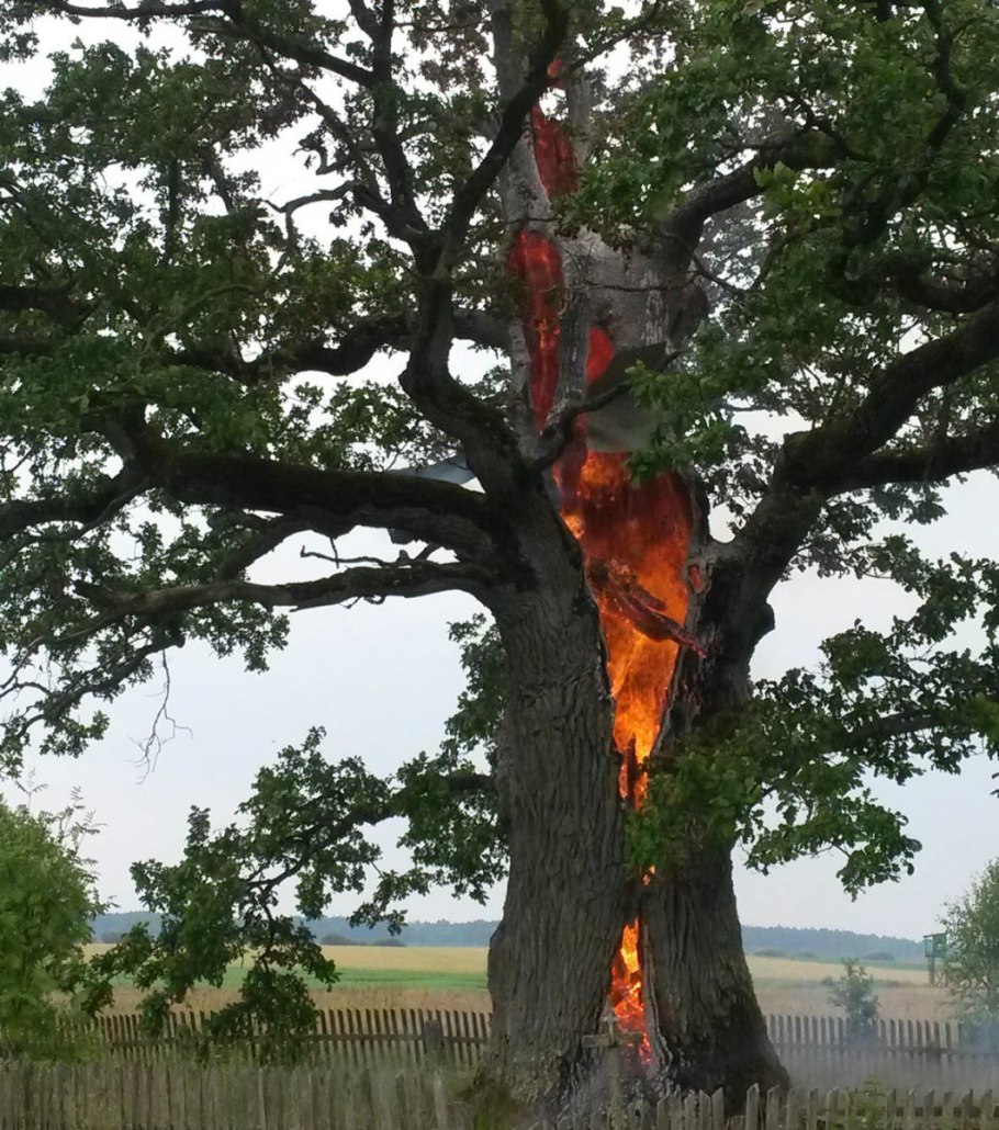 Дерево рододендрон Синтия