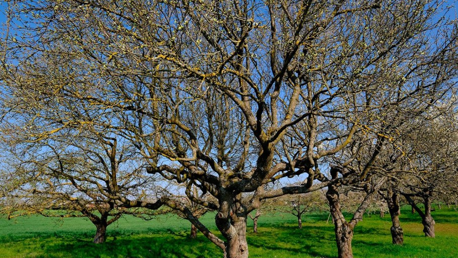 Панский дуб Белгородская область