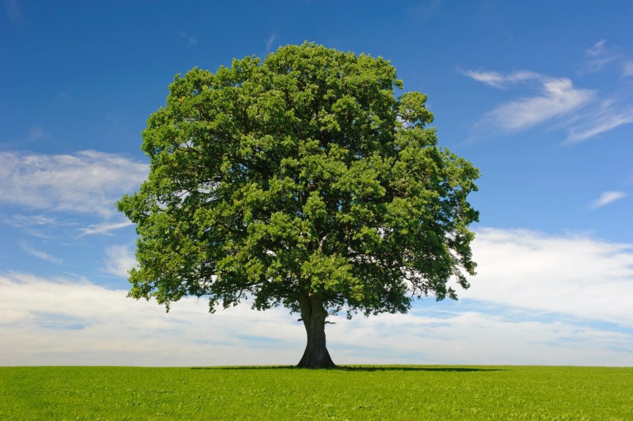 Красивое дерево с плодами