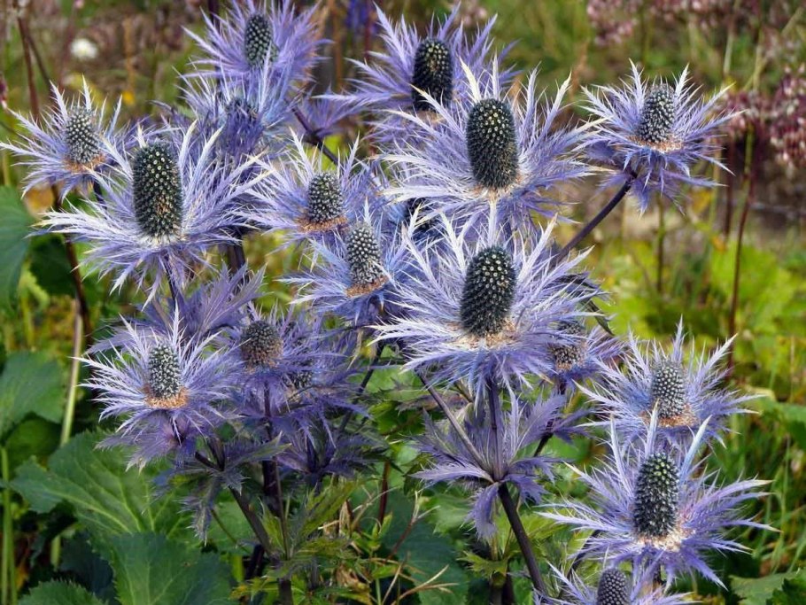 Синеголовник (Eryngium)