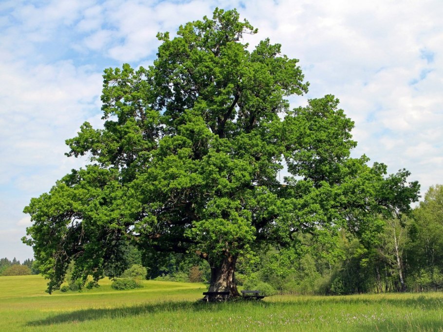 Огромный дуб