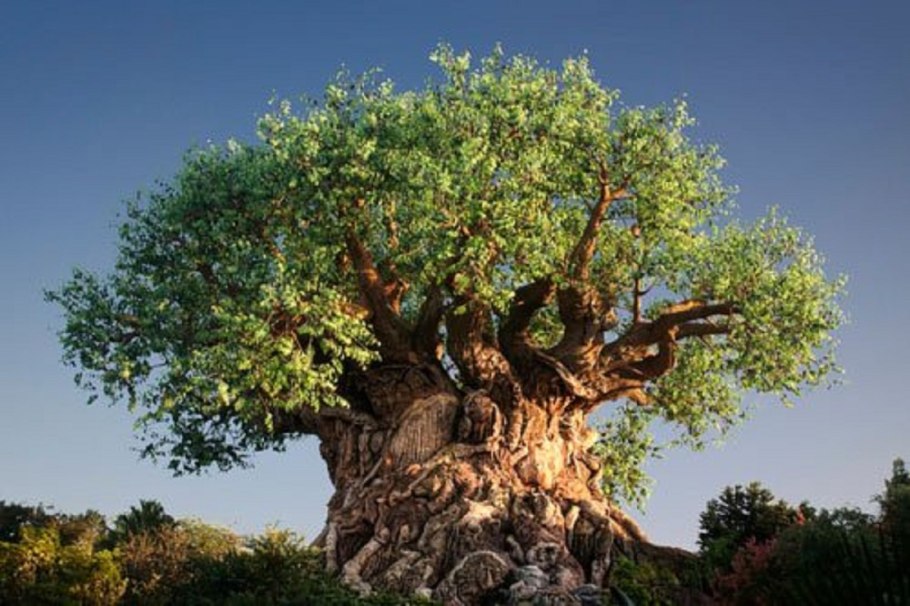 Низкорослые плодовые деревья для сада