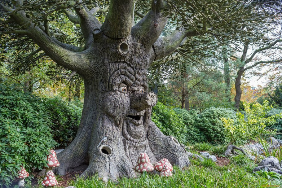 Дуб монгольский черешчатый