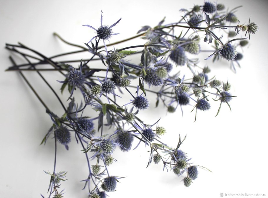 Синеголовник плосколистный сухоцвет