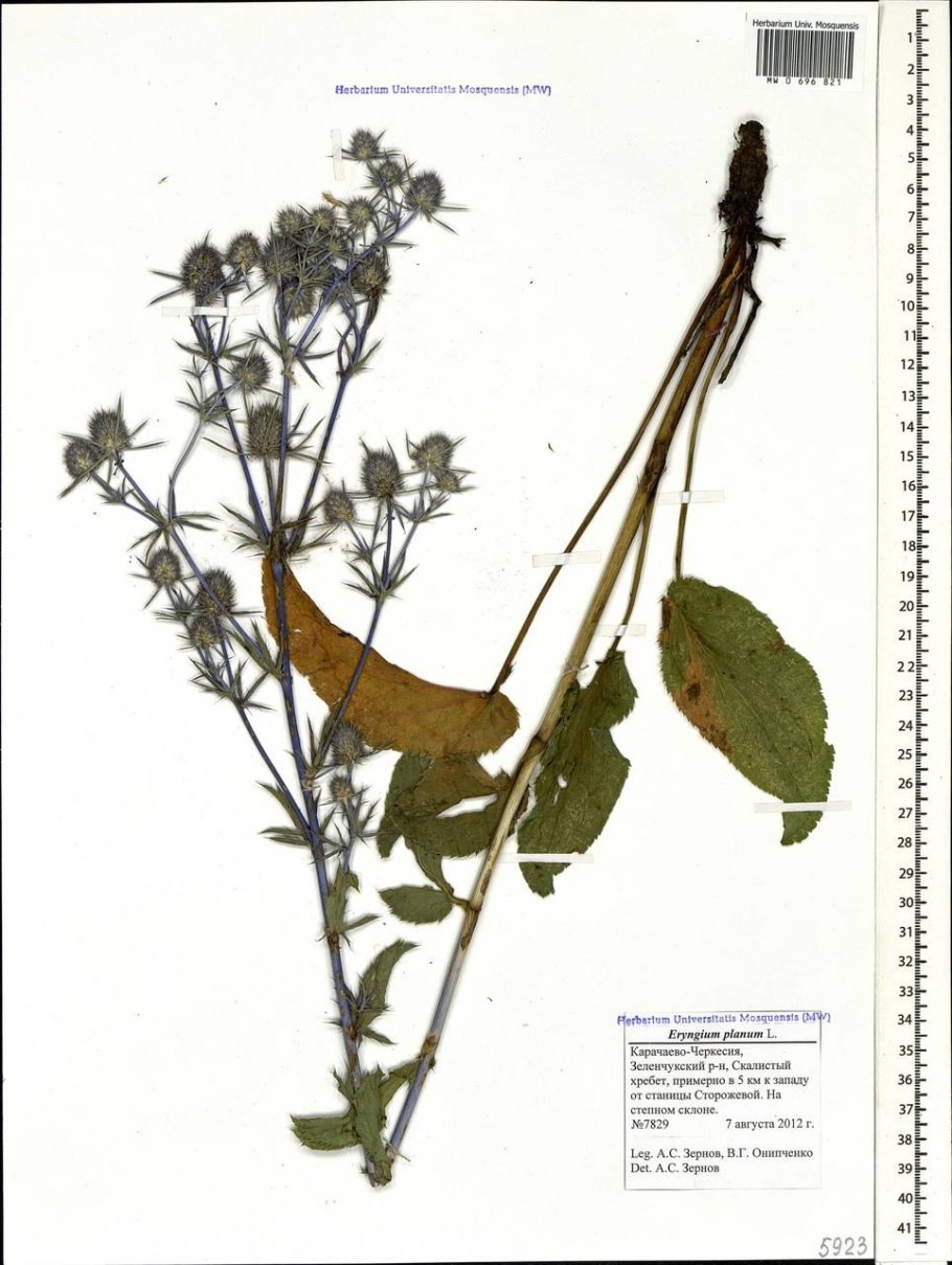 Синеголовник гербарий