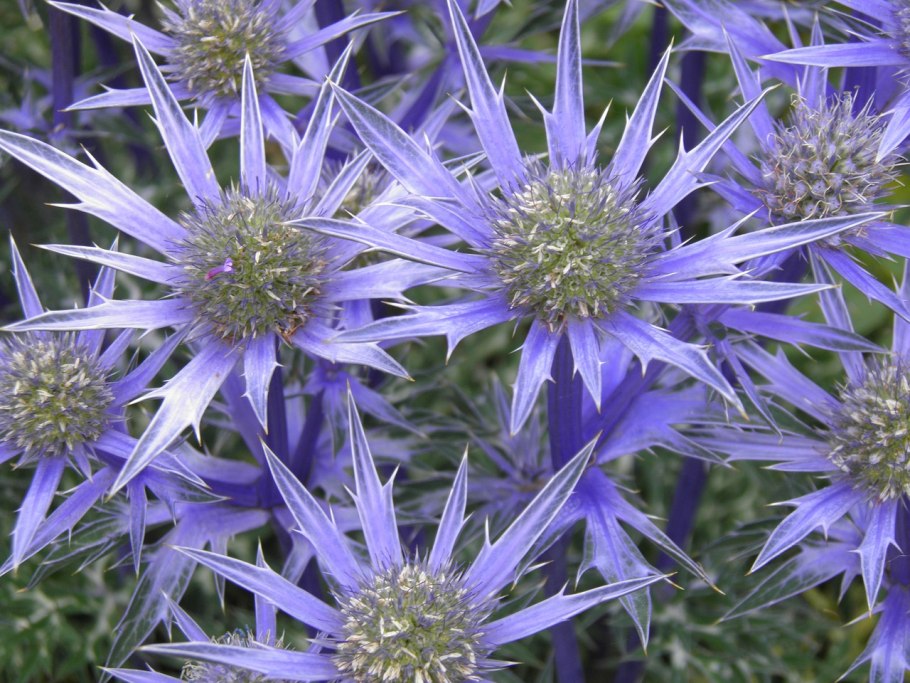 Eryngium Planum
