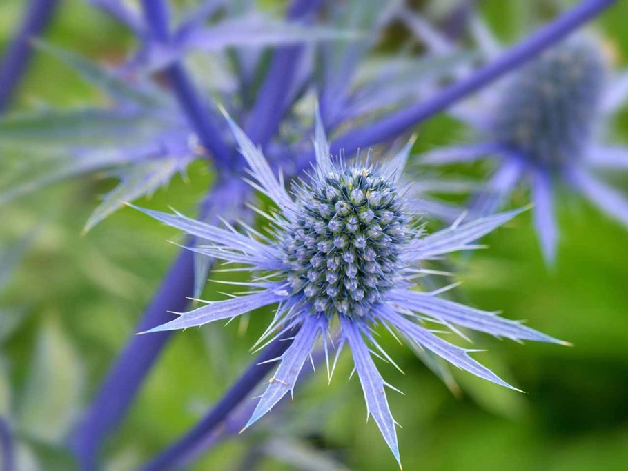 Синеголовник плосколистный Eryngium Planum