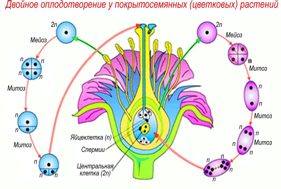 Схема двойного оплодотворения у покрытосеменных растений