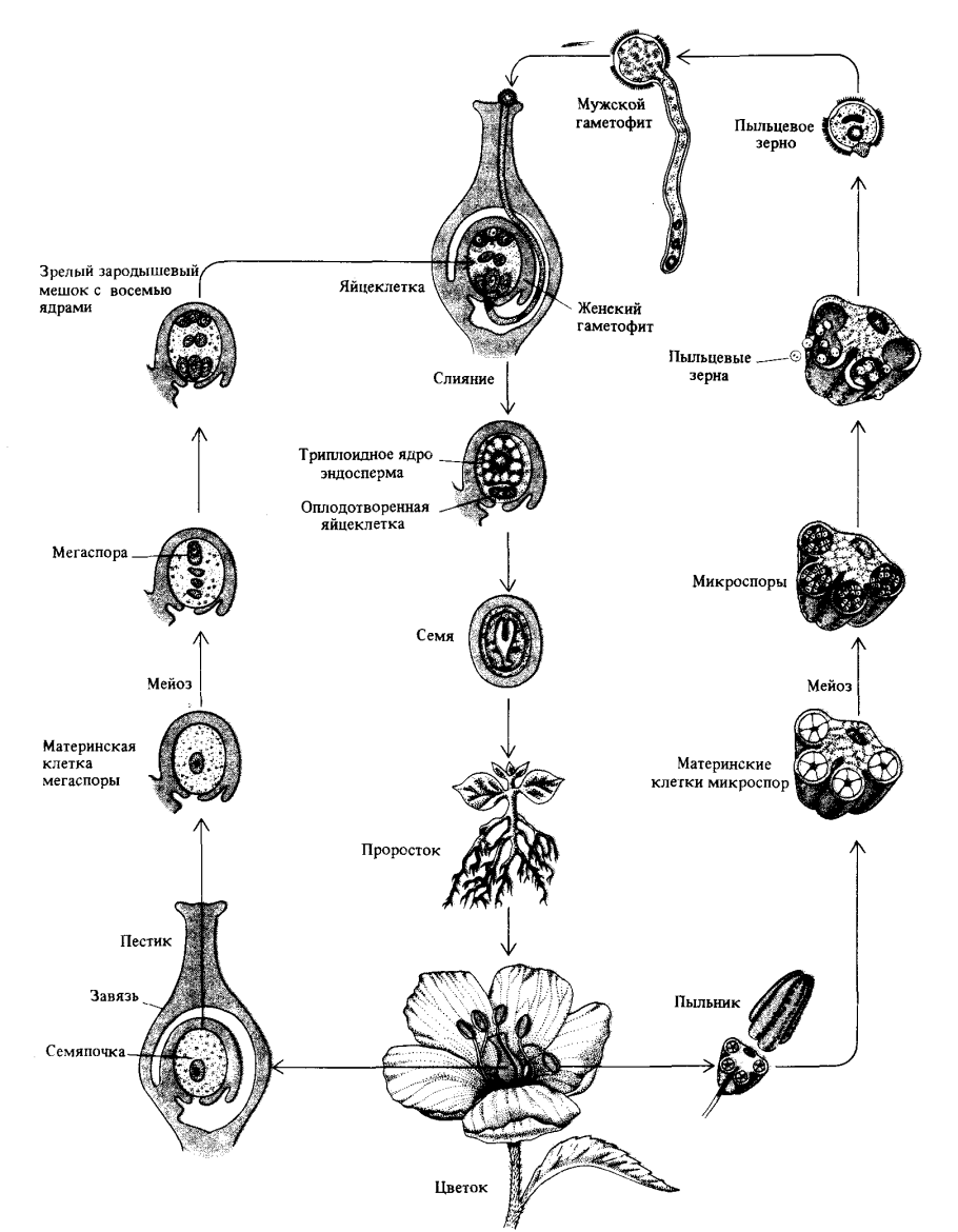 Цикл развития покрытосеменных растений схема