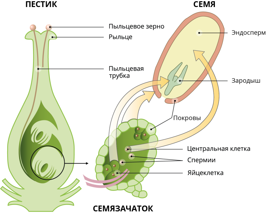 Двойное оплодотворение пыльцевое зерно