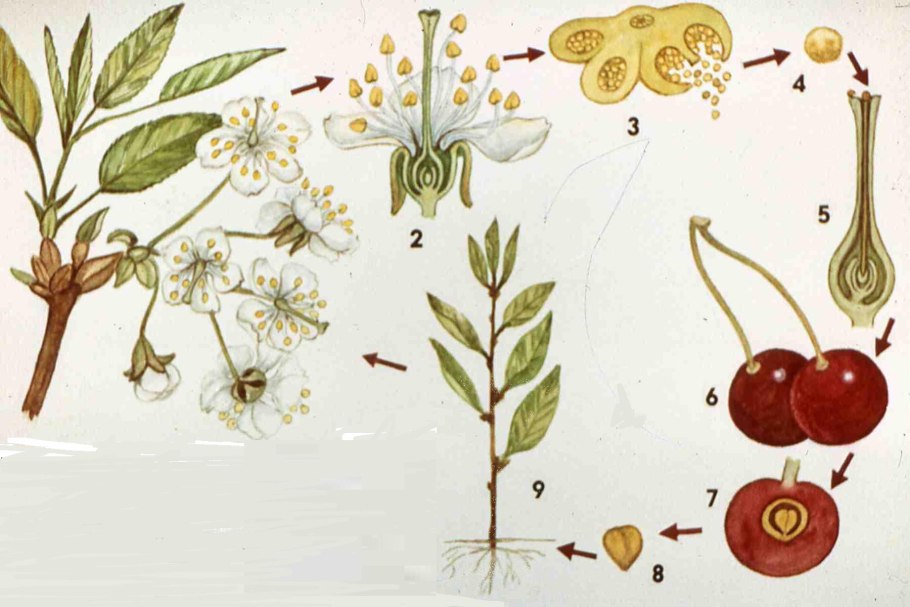 Жизненный цикл цветковых растений схема