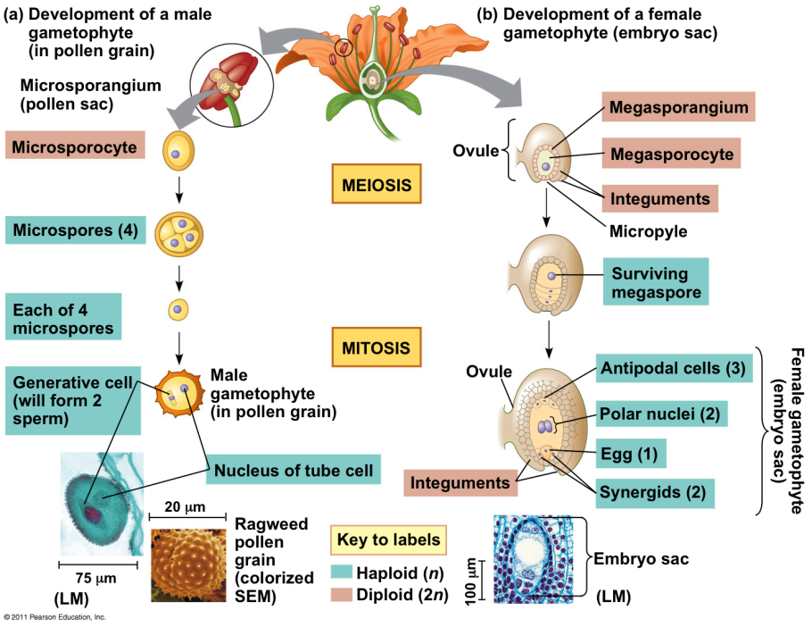 Схемы соцветий с примерами растений