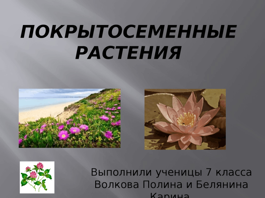 Двойное оплодотворение у покрытосеменных растений