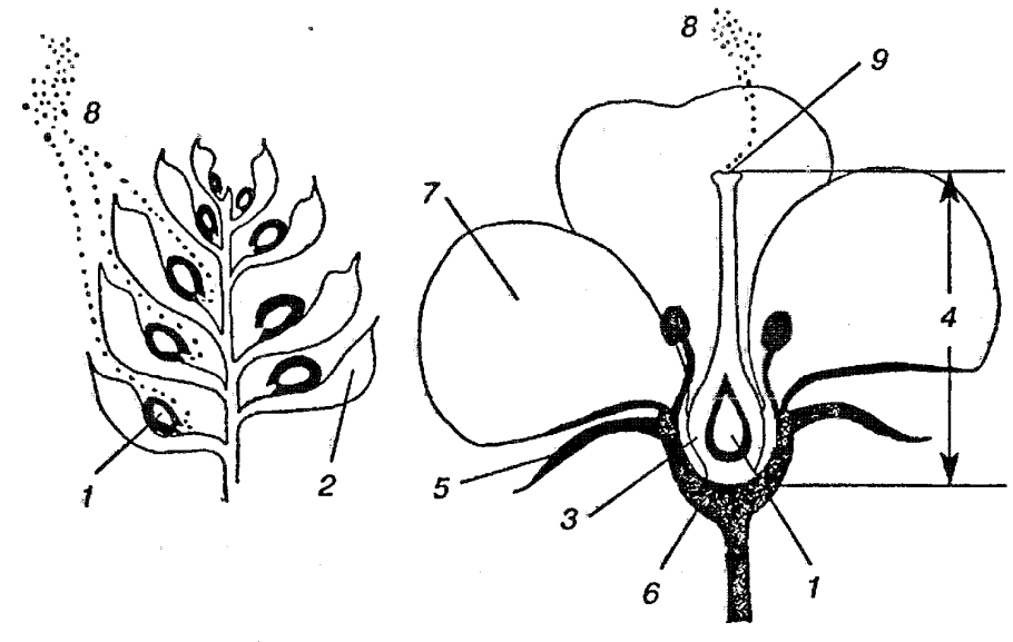 Цикл развития покрытосеменных двойное оплодотворение