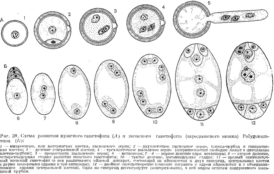 Строение цветка пестик венчик