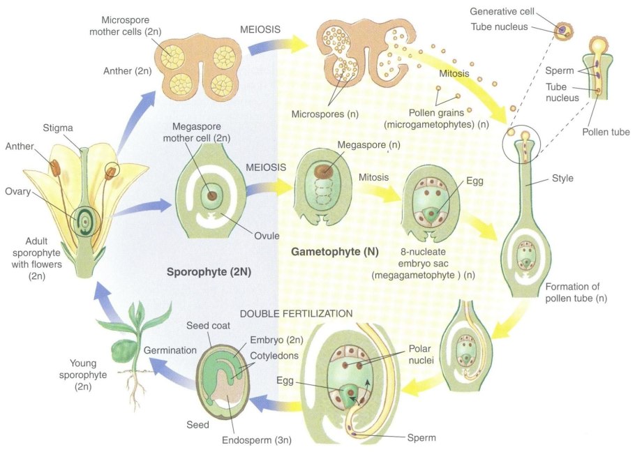 Многолетние Покрытосеменные растения