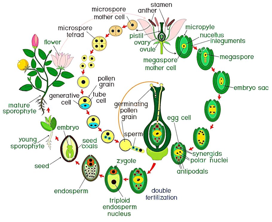 Плауновидные и Хвощевидные