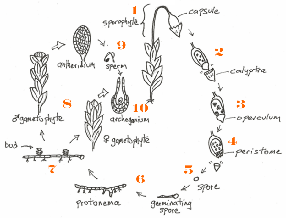 Polytrichum commune жизненный цикл