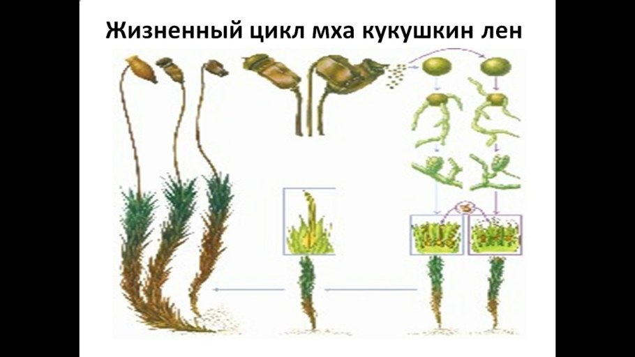 Жизненный цикл сфагнума и Кукушкина льна