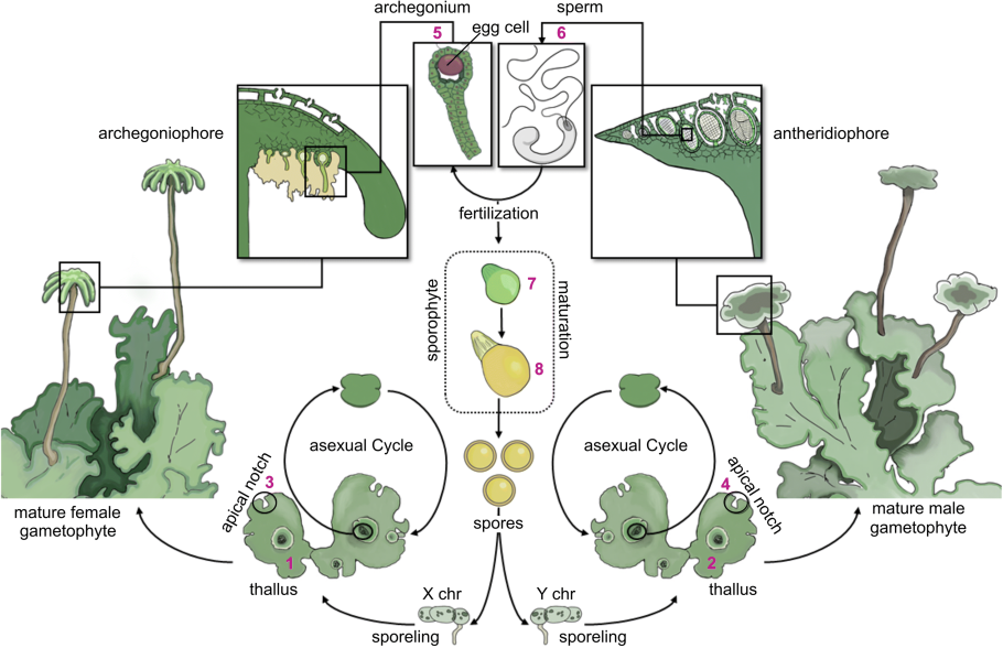 Жизненный цикл Marchantia polymorpha