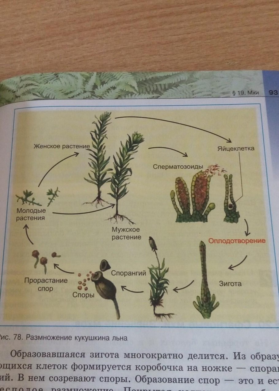 Размножение мхов