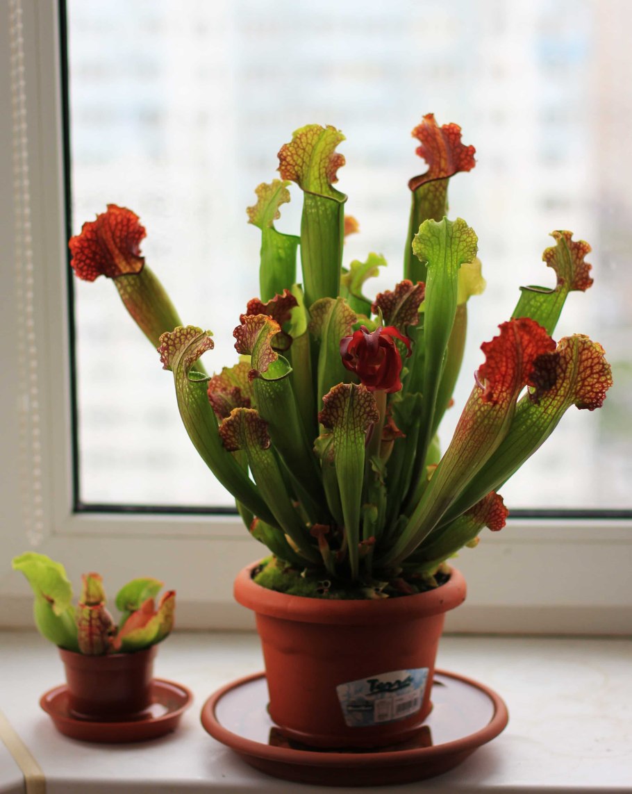 Sarracenia carnivorous Plants