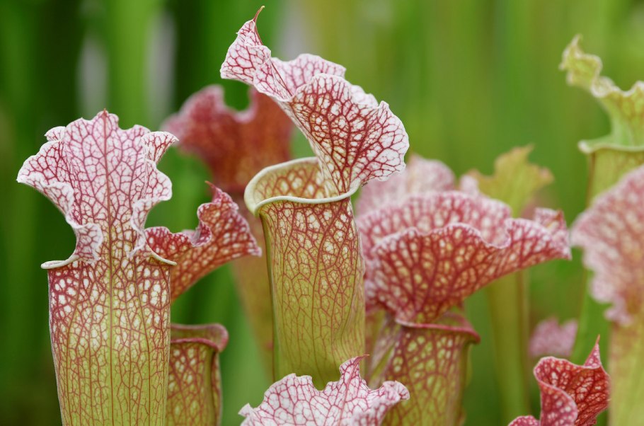 Sarracenia purpurea