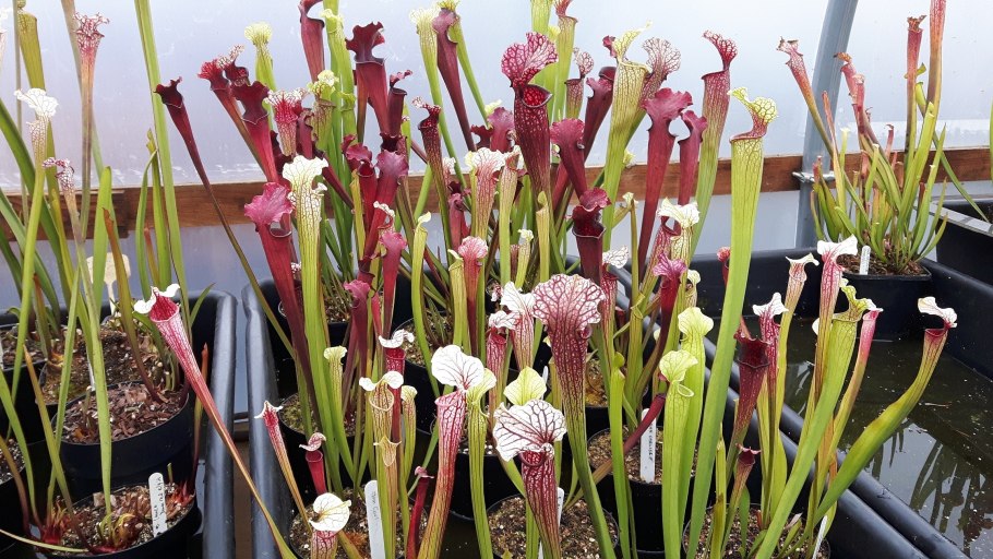 Саррацения пурпурная Sarracenia purpurea