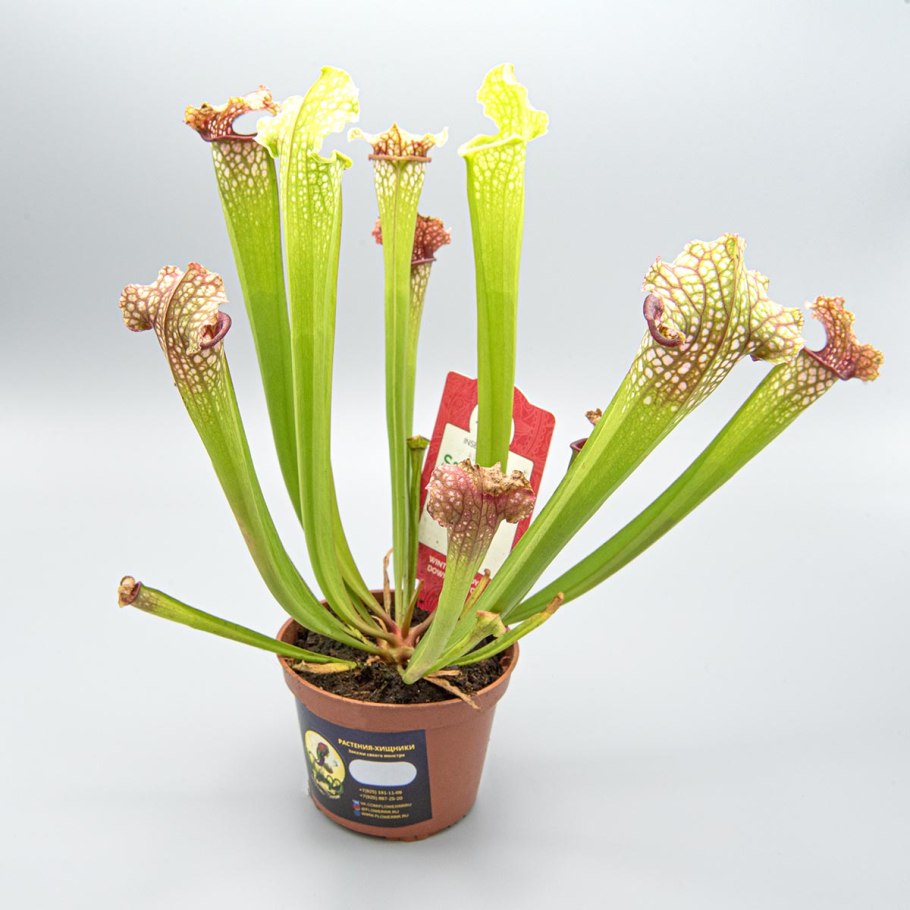 Саррацения (Sarracenia)