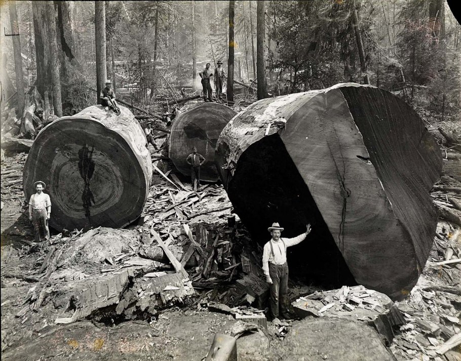 Hyperion Coast Redwood