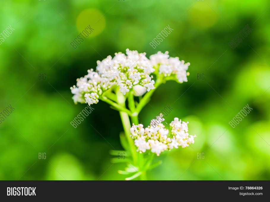 Чабрец и шалфей