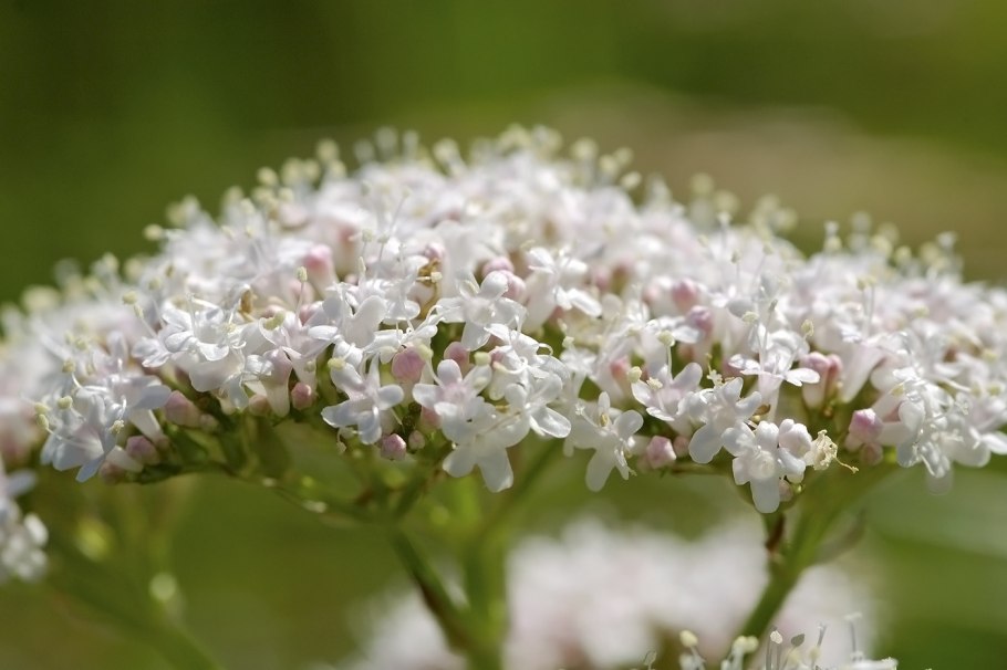 Валериана п 205 мг 100