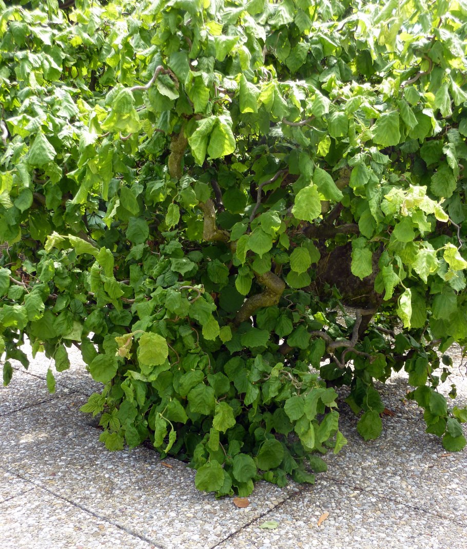 Лещина разнолистная