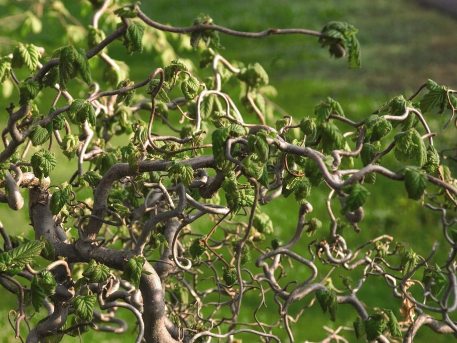 Лещина обыкновенная (Corylus avellana)