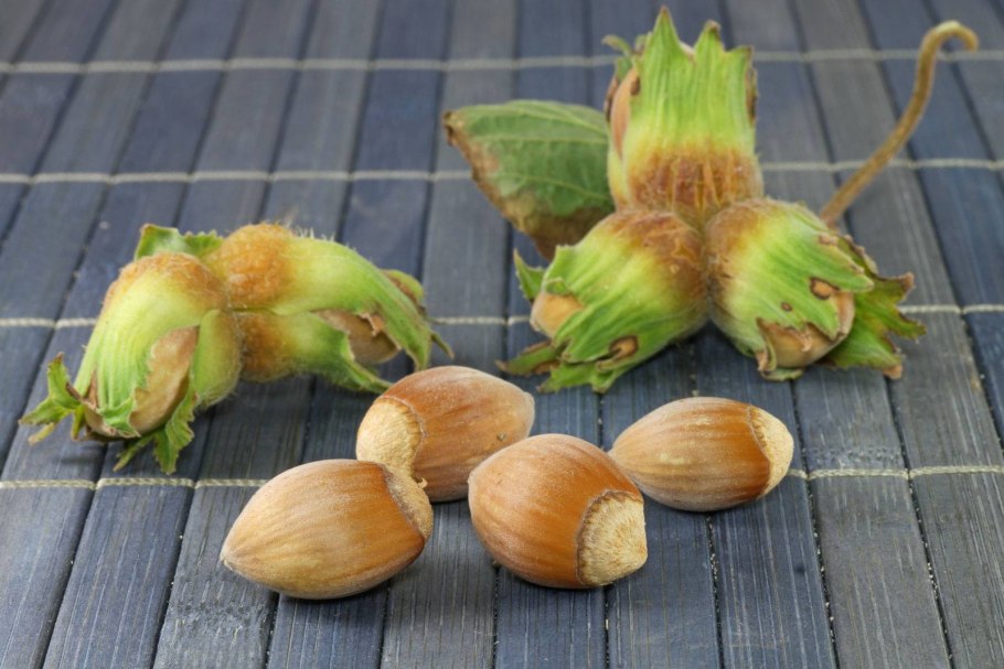 Лещина разнолистная - Corylus heterophylla