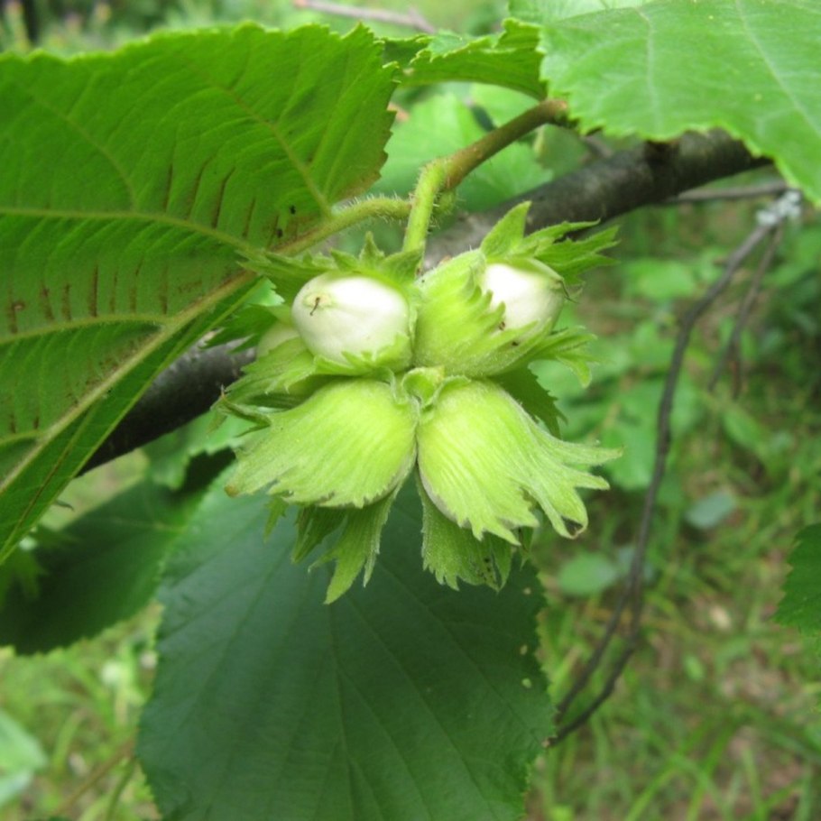 Лещина обыкновенная орешник