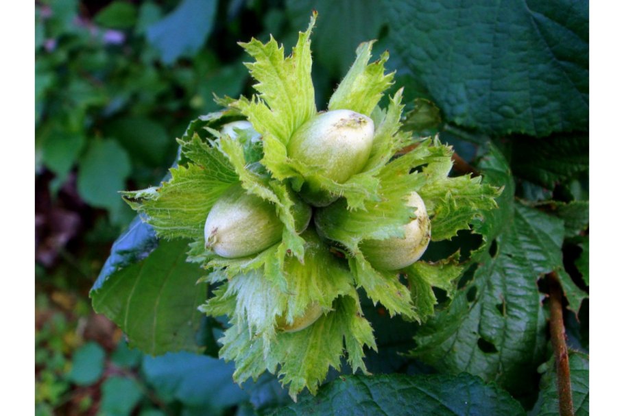 Лещина обыкновенная орешник