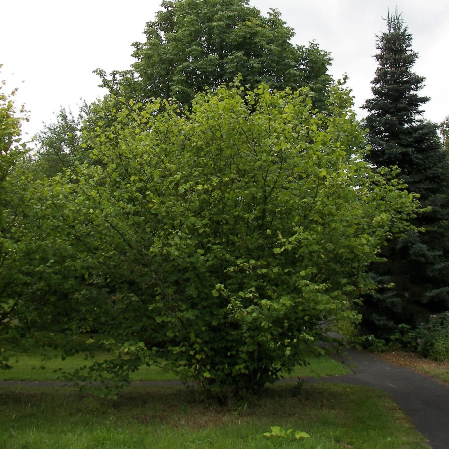 Фундук (лещина обыкновенная)