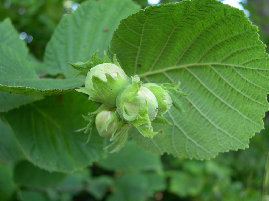 Лещина обыкновенная contorta