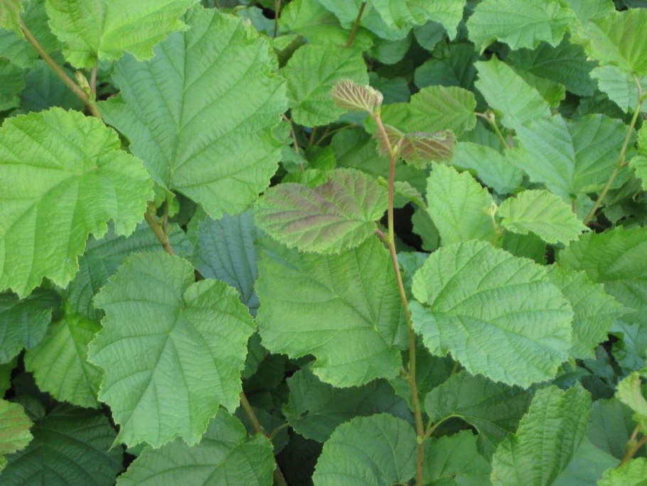 Лещина обыкновенная куст