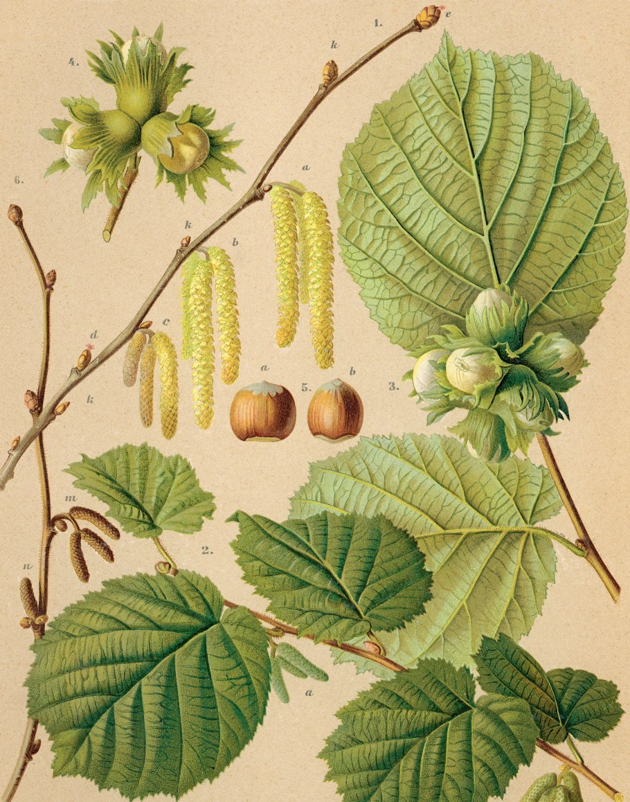 Лещина обыкновенная дерево