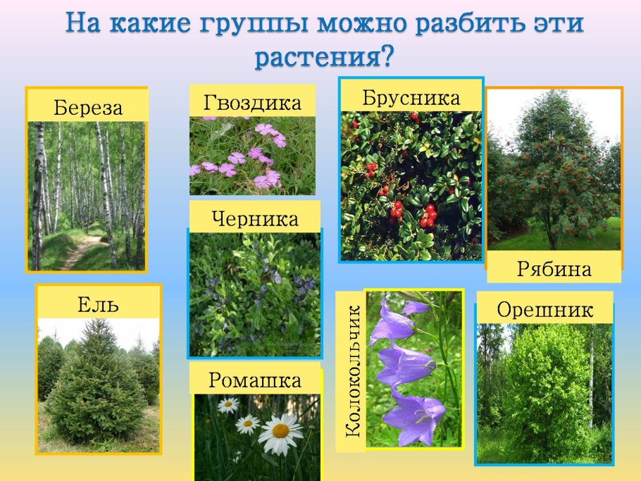 Какие растения бываютают