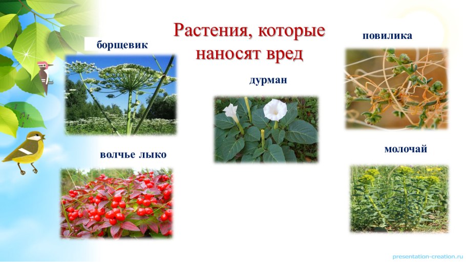 Какие бывают растения