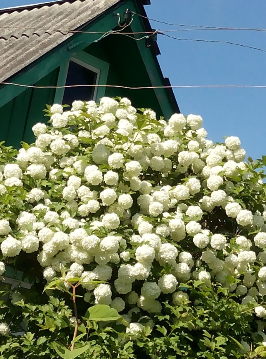 Калина обыкновенная (Viburnum opulus `Roseum`)