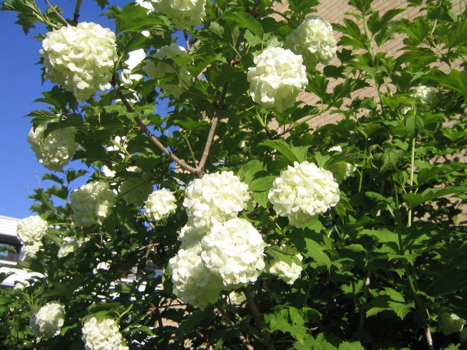 Бульденеж Viburnum Roseum