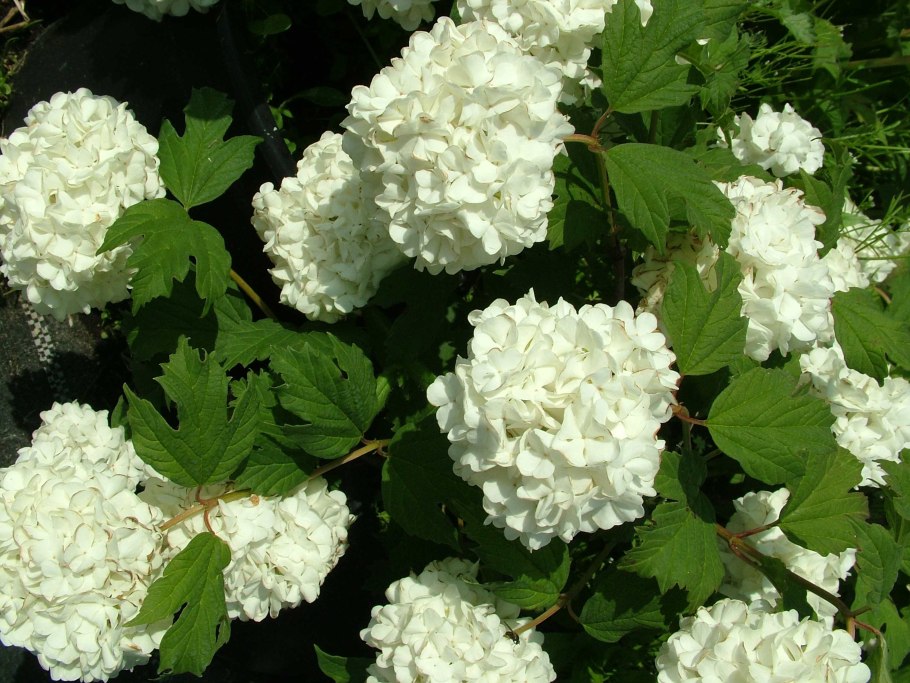 Вибурнум Roseum