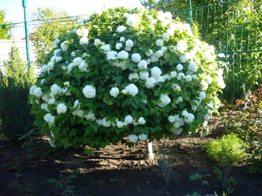 Калина обыкновенная (Viburnum opulus `Roseum`)